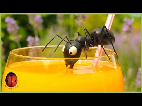 Ant On The Rocks | Minuscule | 10' Compilation