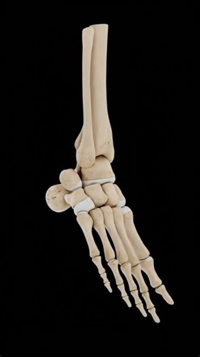 Tarsal Bones Anatomy Explained