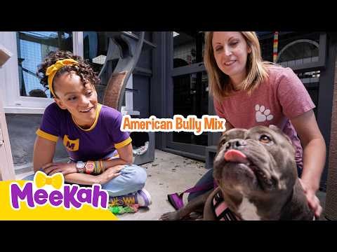 Meekah Meets Adorable Puppies and Kittens! 🐶🐱 | Animal Rescue Adventure | How Does It Work?