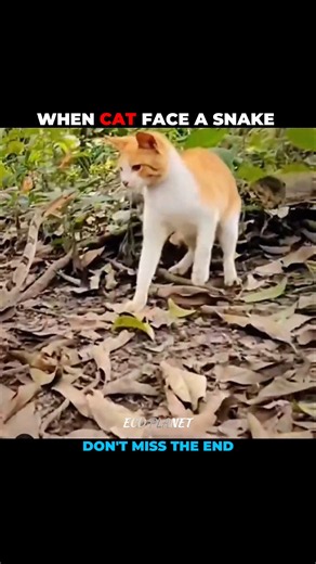 Snake v/s Tiger & Cat #shorts #shortvideo #animal #animalplanet #wildlife #animalshorts #tiger