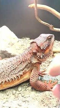 Petting Smaug: The "Red Monster" Bearded Dragon! 🐉🔥 #shorts