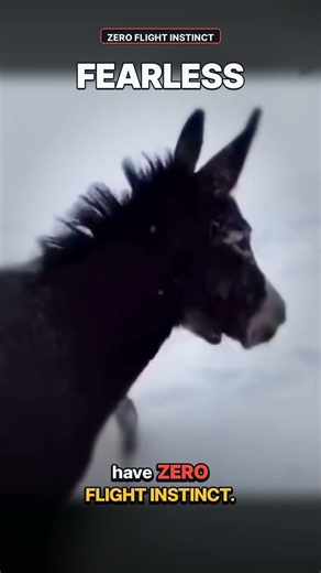A Coyote Attacked This Herd… And Got Body-Slammed by a Guard Donkey 🫏🐺 #shorts