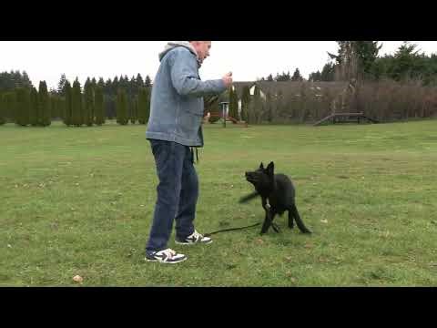 The Bite That Never Ends! Kraftwork K9 Pro German Shepherds
