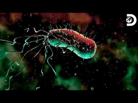 Are History’s Greatest Sea Legends Really True? | Mysteries of the Deep S1 | Discovery Channel India