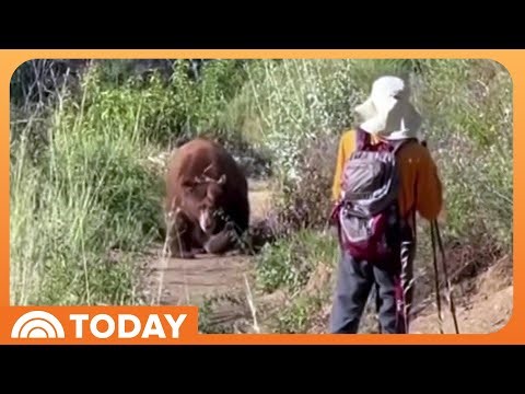 Video Shows Heart-Stopping Moment a Bear Charges at a Hiker