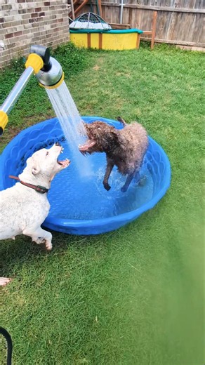Zoe and Gizmo playing in their pool.