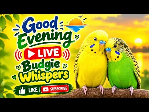 🔴 LIVE Cute Budgies Evening Chirping 🐦🎵 | # Sweet Moments #BudgieChirping #BudgieLife #LiveStream