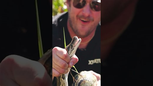 How to catch an invasive 10-foot python in Florida