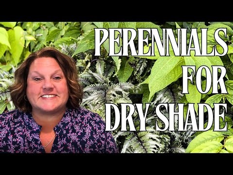 13 Stunning Perennials That Thrive in Dry Shade 🌿 Tough Plants for Tricky Spots