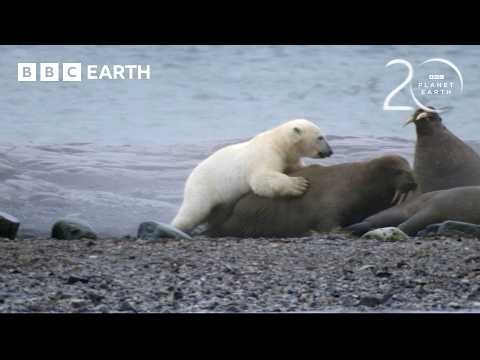 Nature's Incredibly Adapted Animals | 20 Years of Planet Earth | BBC Earth