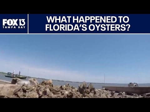 Can Florida's oyster industry make a comeback?