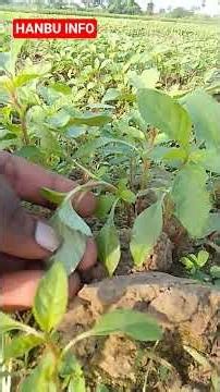 💥🌱 சிவப்பு சிறுகீரை 🌱💥 @hanbuinfo5184