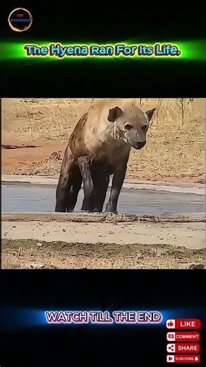 Can a Hyena Survive a Venomous Snake Bite?