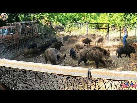 Texas Farmers Fight Back Against Invasive Wild Hogs - Massive Wild Hog Trap Saves Texas Crops