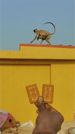 Langur Mother Runs From Rooftop With Her Baby to Take Biscuit From Me 🐒🍪