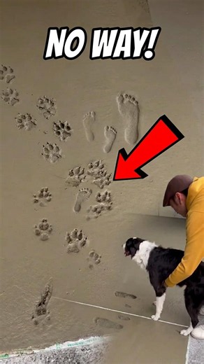 Dog Paw 🐾