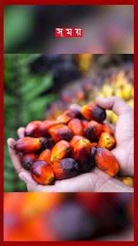 নিম্নমুখী ভোজ্যতেলের বিশ্ববাজার, কমেছে সয়াবিন-পামওয়েলের দাম #oilprice #soyabean #canola #pricehike