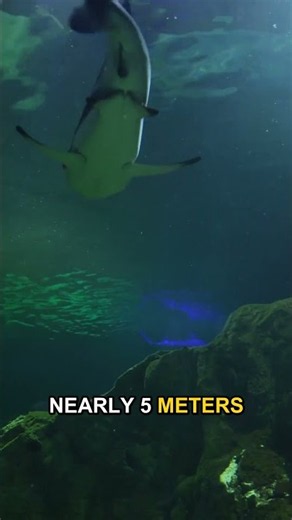 Why Great White Sharks Are Terrifying