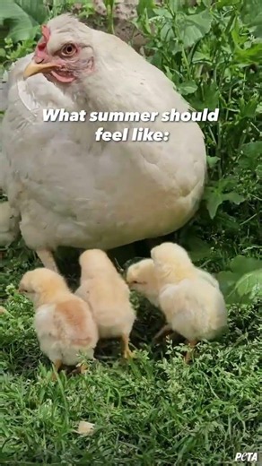 Make Summer Kind for Every Species ☀️💚
