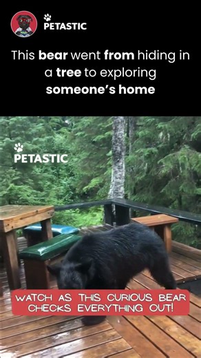 Bear Escapes Up a Tree