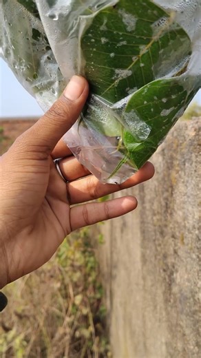 Kya hum ped se pani collect kar sakte hai? #shorts #science