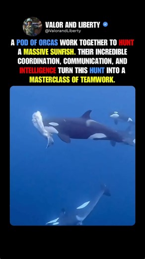 How Orcas Pass Down Their Hunting Skills #animals #shorts