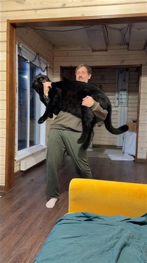 Do you carry your kitty in your arms? 😂
