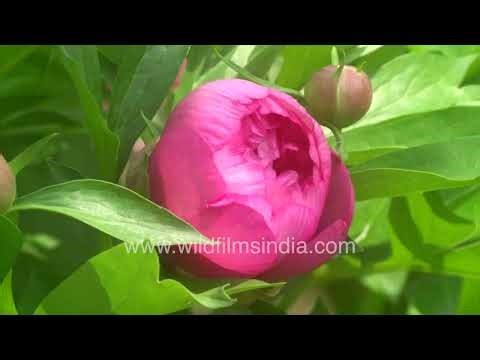 A developing pink peony flower bud as it slowly opens amidst foliage.