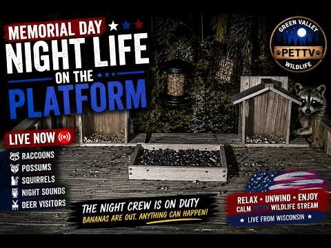 Memorial Day Night on the Platform🦝 Calm PetTV Wildlife Stream | Raccoons, Possums & Night Sounds