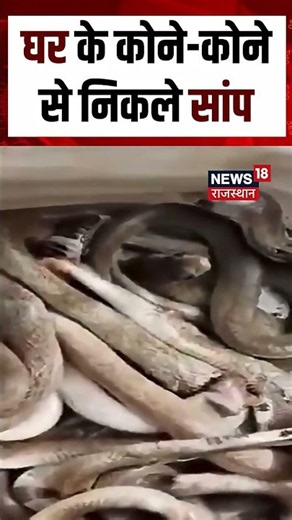 Snake Viral Video : घर बना सांपों का अड्डा, निकले 31 नाग!|N18S | Viral Video |top News|Breaking News