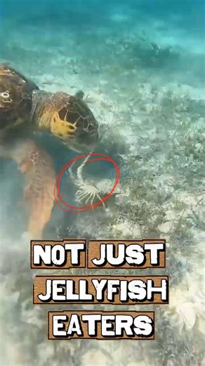 Sea turtles hunt prey you'd never expect 😱 #shorts
