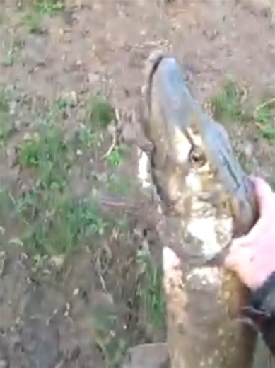 #fishing #carp #crucian #spinning #ribalka_ribalka #sazan | Fishing