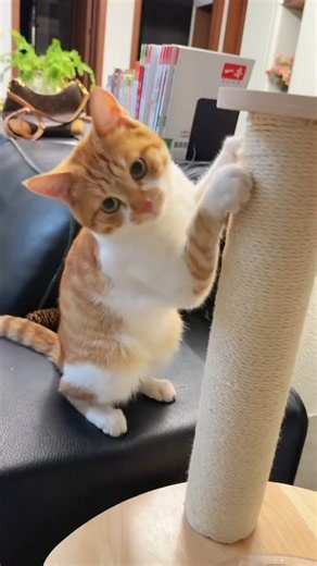 This wild cat found her forever home