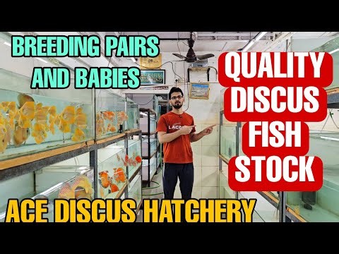 Best Quality Discus Fish Collection In Mumbai | Ace Discus Hatchery