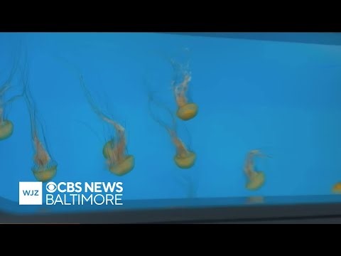 Field Trip: National Aquarium in Baltimore explores the wonders of jellyfish
