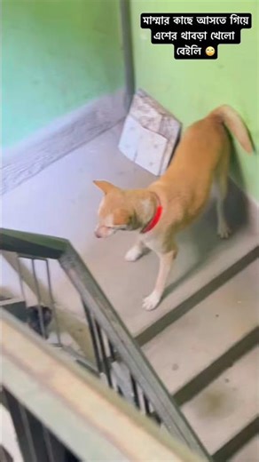 Cat vs dog fighting| Cat Slaps Dog While Running to Mom 😹🐶 | Instant Karma Moment!