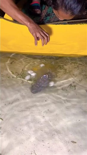 World’s Most Unique Octopus Catching Method | Mind-Blowing Skills#viral #viralvideo #fishing