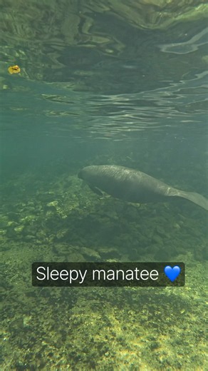Sleepy manatee coming up for air 💙 #manatee #underwater #nature #adventure #explore #travel #gopro
