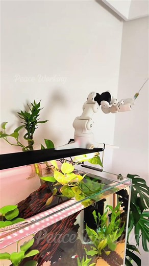 Robot Arm Feeding Time 🍽️