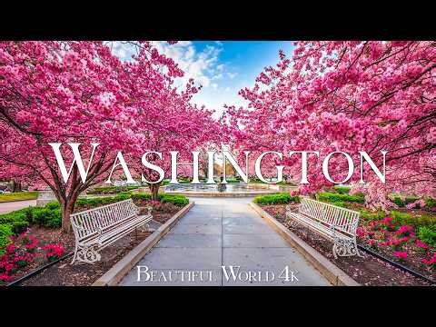 Washington 4K | Spring Explosion of Cherry Blossoms and Wildflowers Across Washington