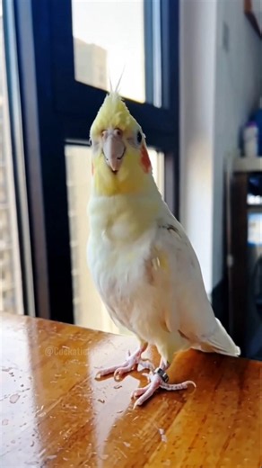 Jerry the cockatiel just turned the Cookie Song into a solo dance party! 🐥🎶 #CockatielsCraze