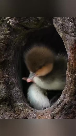 Incredible Nesting Behaviors of Amazing Birds