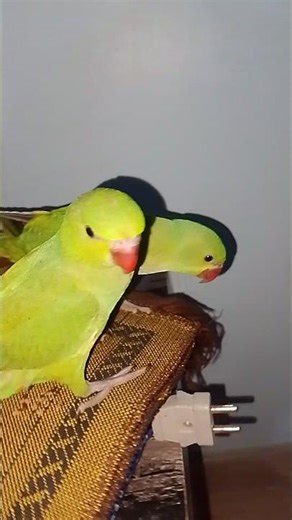 “Just winging it in shades of green 🦜💚”#parrot #talkingparot #birds #foryou #short