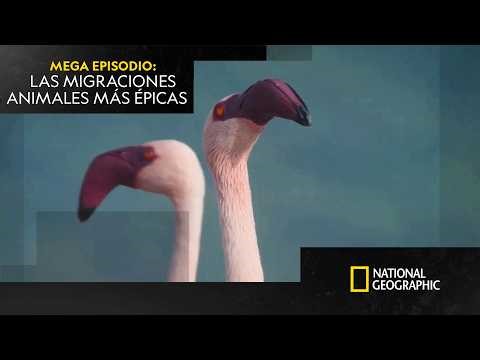 Las migraciones más épicas de los animales 🐘 | MEGA EPISODIO | NATIONAL GEOGRAPHIC ESPAÑA