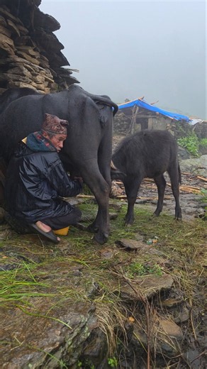 Heavy Monsoon Rain in Nepal | Buffalo Milking in a Remote Himalayan Authentic Rural Village Life