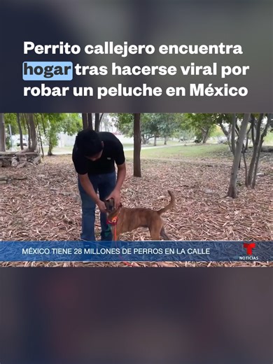 Thor, el perrito que 'robó' un peluche en Yucatán