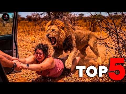 Top 5 Predators That Actively Hunt Human Beings l Last Axis