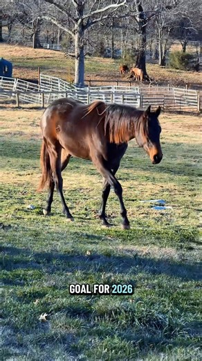 The yearlings are all getting siblings!🐴❤️ | Katie Van Slyke