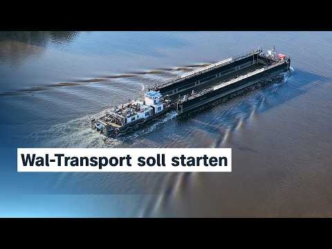 Schafft es Buckelwal Timmy aus der Ostsee? | ZDFheute live