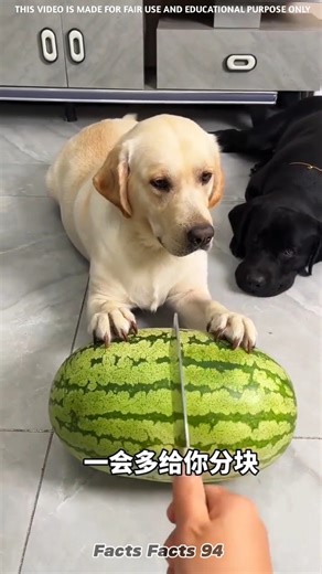 Tommy Got Brave Then Instantly Regretted It 😱😂 #shorts